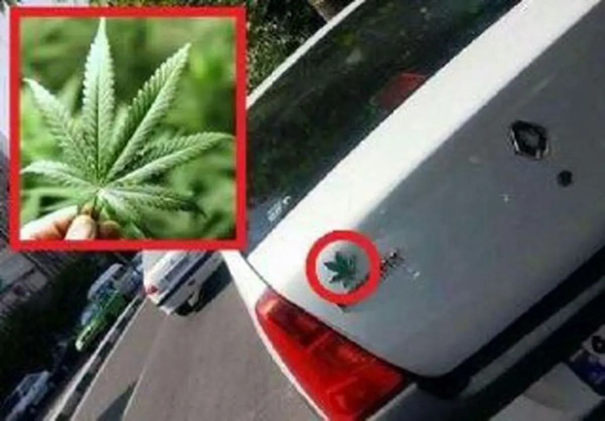 نصب برگ این ماده مخدر بر روی ماشین‌ها ممنوع است