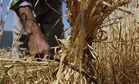 کیمیایی جایگزین علوفه دامی با بازدهی چندبرابر در شاهرود