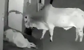 حمله وحشتناک گاو وحشی به زن/ ویدئو