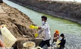 سایت پرورش میگوی سدیج جاسک ظرفیت تولید ۹۸۰۰ تن میگو دارد