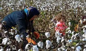 فارس، نگین تولید پنبه در ایران
