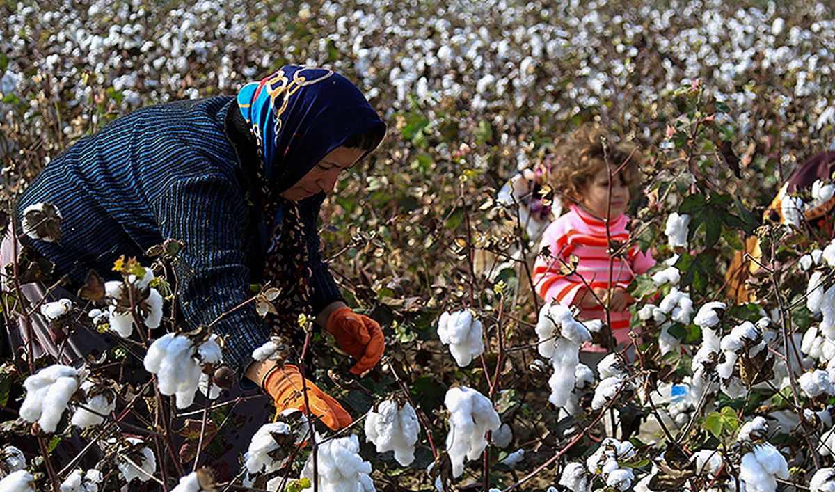 فارس، نگین تولید پنبه در ایران