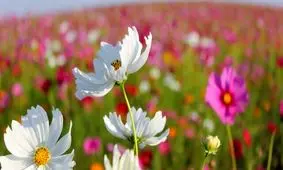 رنگ گل‌ها در واکنش به گرمایش زمین در حال تغییر است!