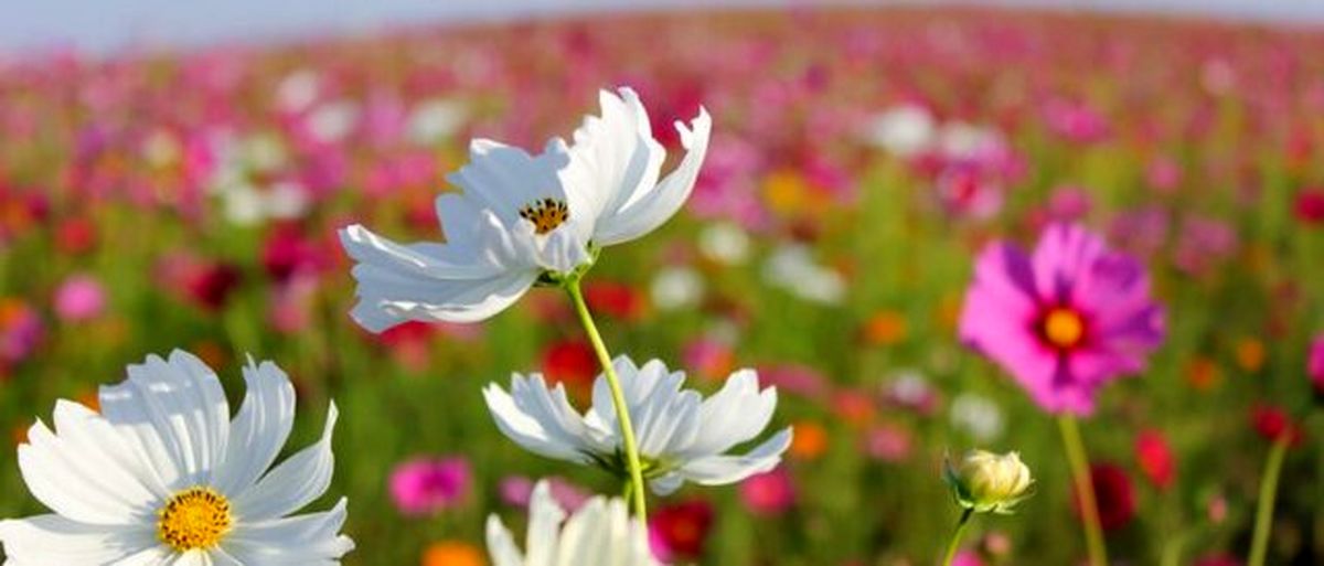 رنگ گلها در واکنش به گرمایش زمین در حال تغییر است!