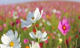 رنگ گل‌ها در واکنش به گرمایش زمین در حال تغییر است!