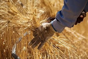 ۱۰۰ درصد بهای گندم خریداری شده به کشاورزان فارس پرداخت شد
