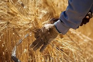۱۰۰ درصد بهای گندم خریداری شده به کشاورزان فارس پرداخت شد