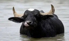 رهاسازی چهار گاومیش از کانال آبیاری