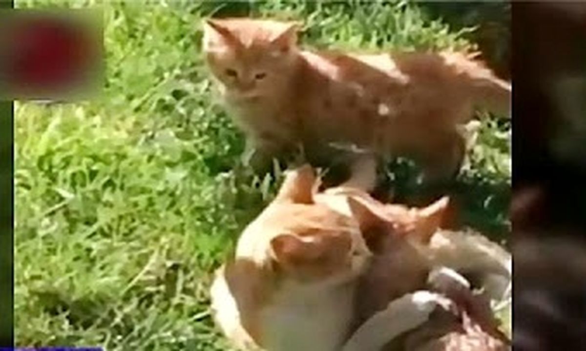 گربه‌ای که برای نجات بچه‌اش از یک شهروند کمک خواست/ ویدئو
