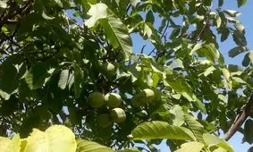 دستگاه قضایی ناگزیر به اجرای حکم قطع درختان گردو در خوانسار بود