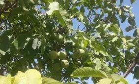 دستگاه قضایی ناگزیر به اجرای حکم قطع درختان گردو در خوانسار بود