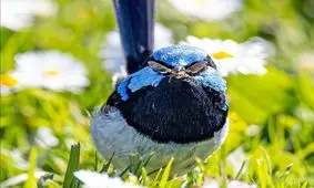 عینک حشره ای یک پرنده/ عکس