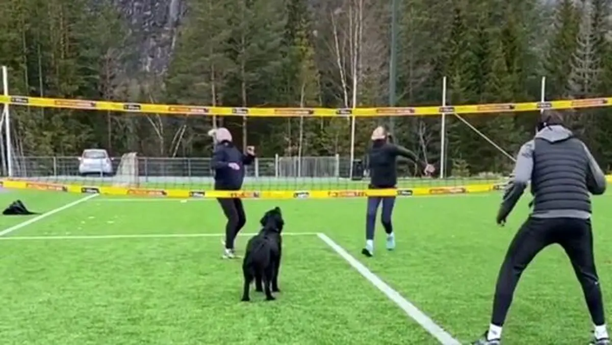 سگ والیبالیستی که جهان را شگفت‌زده کرد!/ ویدئو