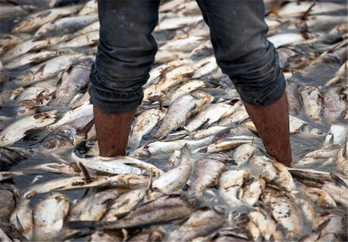 کشف ۱۵ تن ماهی قاچاق در چایپاره
