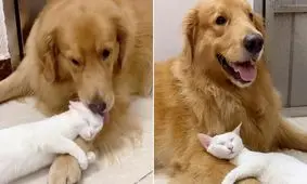 دوستی عجیب و زیبای یک سگ و گربه با هم!