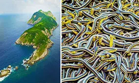 جزیره مارها/ از این منطقه ممنوعه زنده بیرون نمی آیید!