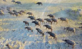 تصاویر‌ حیات وحش آفریقا از بالا/ زرافه ای که به پهپاد خیره شده