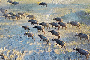 تصاویر‌ حیات وحش آفریقا از بالا/ زرافه ای که به پهپاد خیره شده