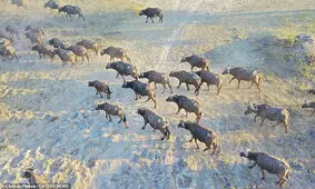 تصاویر‌ حیات وحش آفریقا از بالا/ زرافه ای که به پهپاد خیره شده