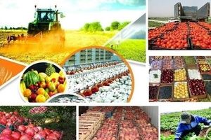 تولیدات بخش کشاورزی استان مرکزی از مرز سه میلیون تن گذشت