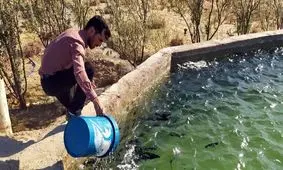 پرورش قزل آلا در منطقه سیستان آغاز شد