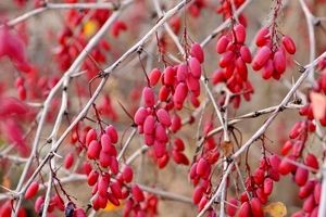 طرز تهیه آب زرشک خانگی