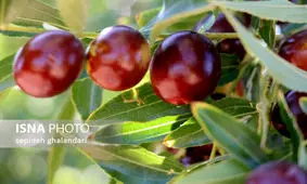 مردم میوه خارجی می‌خرند اما عناب نه