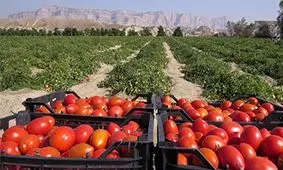 ۲۹۰هکتار از زمین‌های بستک به کشت گوجه‌فرنگی اختصاص یافت