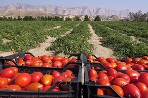 ۲۹۰هکتار از زمین‌های بستک به کشت گوجه‌فرنگی اختصاص یافت