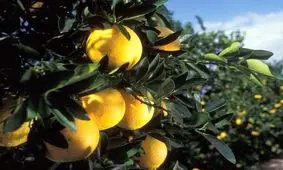 خروج باغداری مازندران از دسترس رویاپردازی دلالان