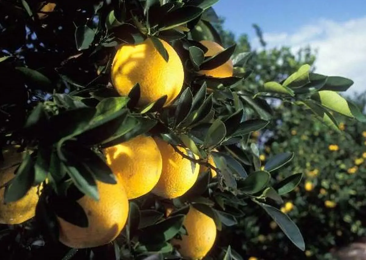 خروج باغداری مازندران از دسترس رویاپردازی دلالان