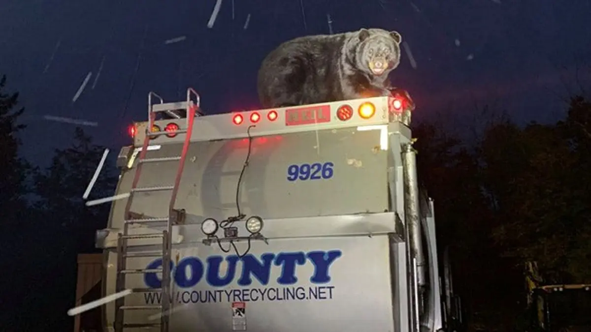 کامیون سواری دیدنی خرس سیاه!