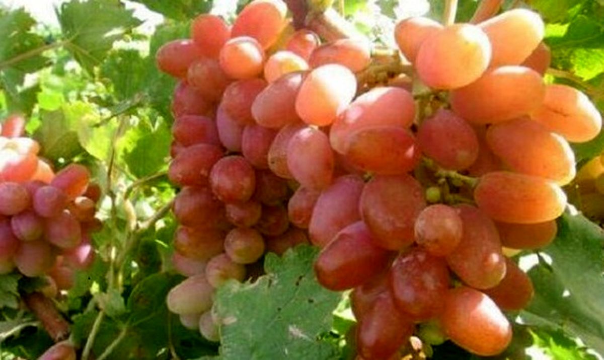 تولید انگور دیم در خراسان شمالی حدود ۲ برابر میانگین کشور است