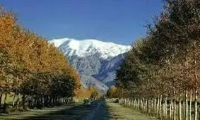 تهران، شهری که دیگر چنار و گنجشک ندارد