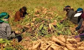 برداشت چغندرقند در مزارع مهاباد آغاز شد