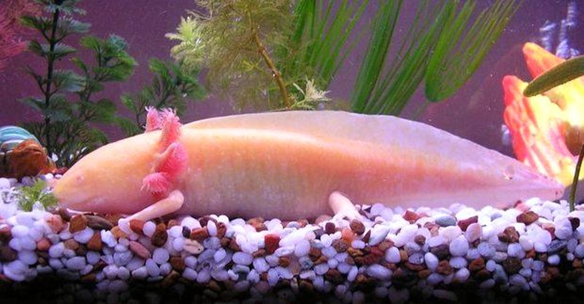 یکی از عجیب‌ترین حیوانات جهان/ ماهی که دست و پا دارد/ عکس