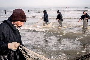 صید ماهیان استخوانی دریای خزر در مازندران آغاز شد