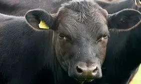 مجازات آنی مرد حیوان آزار پس از حمله به گاو/ ویدئو