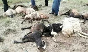 تلف شدن ۱۱ راس دام در حمله حیوان درنده