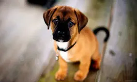 واکنش خنده‌دار توله سگی که تصویر خود را آینه می‌بیند/ ویدئو