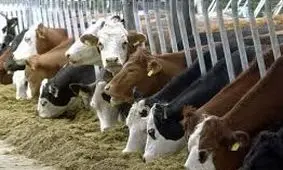 صادرات بیش از یک هزار تن محصولات دامی نیشابور به کشورهای آسیایی