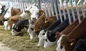 صادرات بیش از یک هزار تن محصولات دامی نیشابور به کشورهای آسیایی