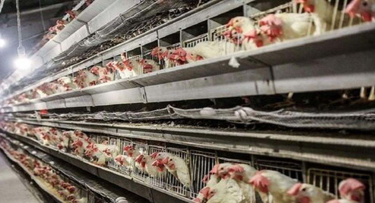 شرط مرغداران برای کاهش قیمت مرغ در بازار