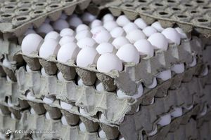 نرخ واقعی هر کیلو تخم‌مرغ بالای ۱۵ هزار تومان است/ افزایش ۲۵ درصدی قیمت کارتن و شانه