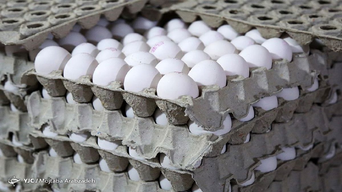 نرخ واقعی هر کیلو تخم‌مرغ بالای ۱۵ هزار تومان است/ افزایش ۲۵ درصدی قیمت کارتن و شانه