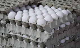 نرخ واقعی هر کیلو تخم‌مرغ بالای ۱۵ هزار تومان است/ افزایش ۲۵ درصدی قیمت کارتن و شانه