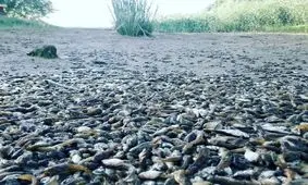 جان دادن ماهی‌ها در فراق زاینده‌رود