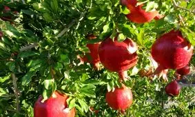 دو هزار و ۳۰۹ هکتار باغ انار در قم وجود دارد