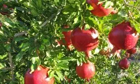 دو هزار و ۳۰۹ هکتار باغ انار در قم وجود دارد