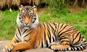 قدم زدن دختر مکزیکی با ببر بنگال در خیابان!